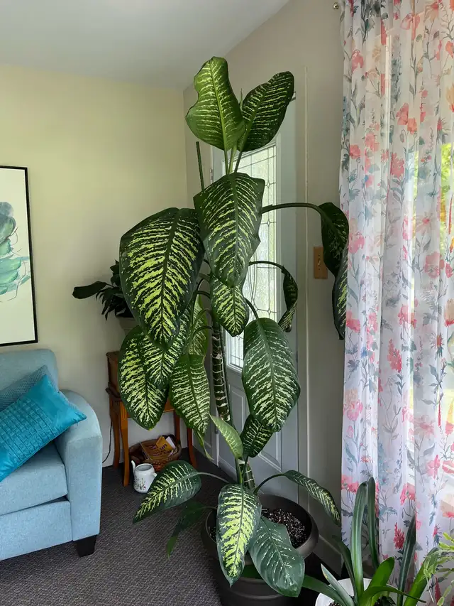plante  d’intérieure 8 pieds  ou-