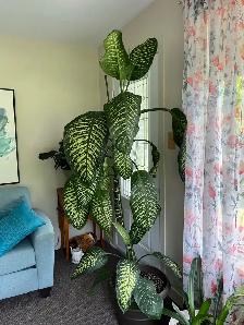 plante  d’intérieure 8 pieds  ou-