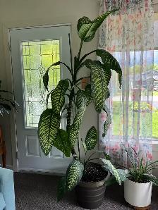 plante  d’intérieure 8 pieds  ou- - Photo 2