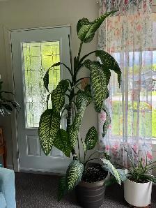 plante  d’intérieure 8 pieds  ou- - Photo 3