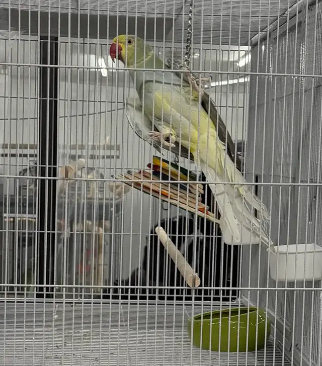 (Rare Male) CHCT Blue Turquoise (Head will turn Yellow)
