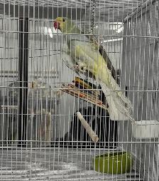 (Rare Male) CHCT Blue Turquoise (Head will turn Yellow)