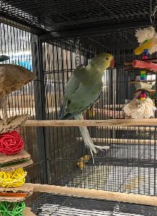 (Rare Male) CHCT Blue Turquoise (Head will turn Yellow) - Photo 2