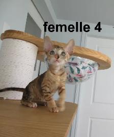rex cornish vermifugé, micropucé prêt a être réservé - Photo 3