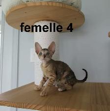 rex cornish vermifugé, micropucé prêt a être réservé - Photo 4