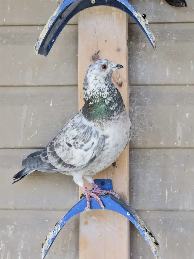 Racing pigeons