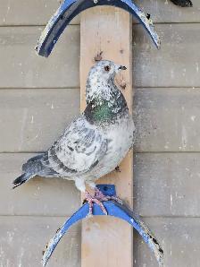 Racing pigeons