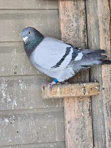Racing pigeons - Photo 2