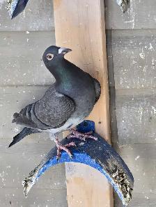 Racing pigeons - Photo 3