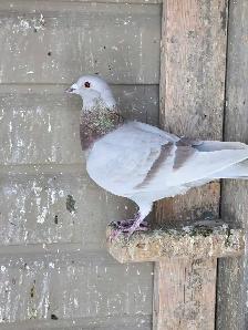 Racing pigeons - Photo 4