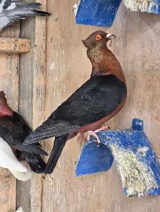 Racing pigeons - Photo 5