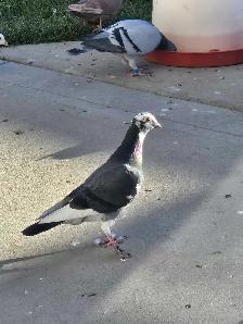Racing pigeons - Photo 6