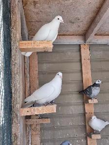Racing pigeons - Photo 7
