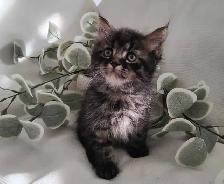 Chaton Sibérien Hypoallergénique - Photo 3