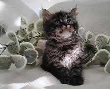 Chaton Sibérien Hypoallergénique - Photo 4
