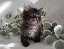 Chaton Sibérien Hypoallergénique - Photo 6