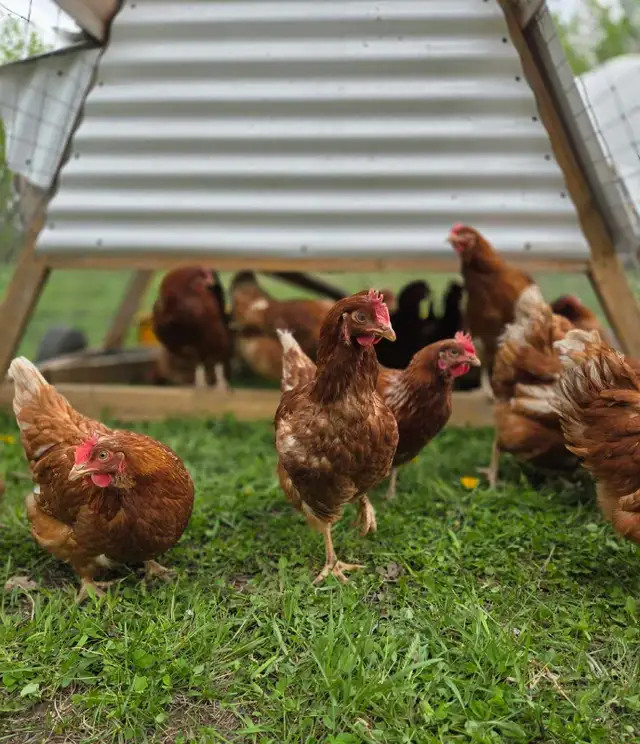 Laying Hens