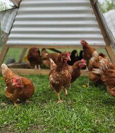 Laying Hens