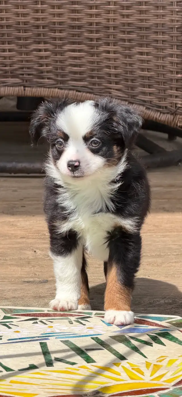 toy Australian shepherd