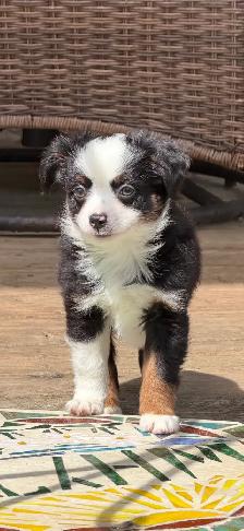 toy Australian shepherd