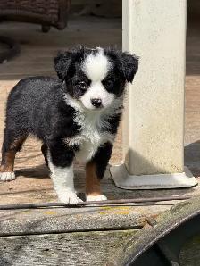 toy Australian shepherd - Photo 2