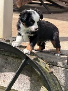 toy Australian shepherd - Photo 3