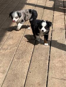 toy Australian shepherd - Photo 4