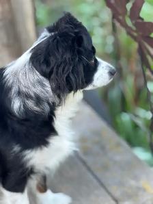 toy Australian shepherd - Photo 5