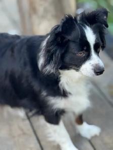 toy Australian shepherd - Photo 6