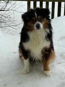 toy Australian shepherd - Photo 7
