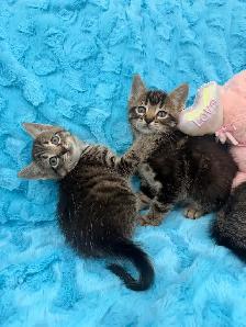 ❤️Bengal mix kittens -647-317-3197 - Photo 3