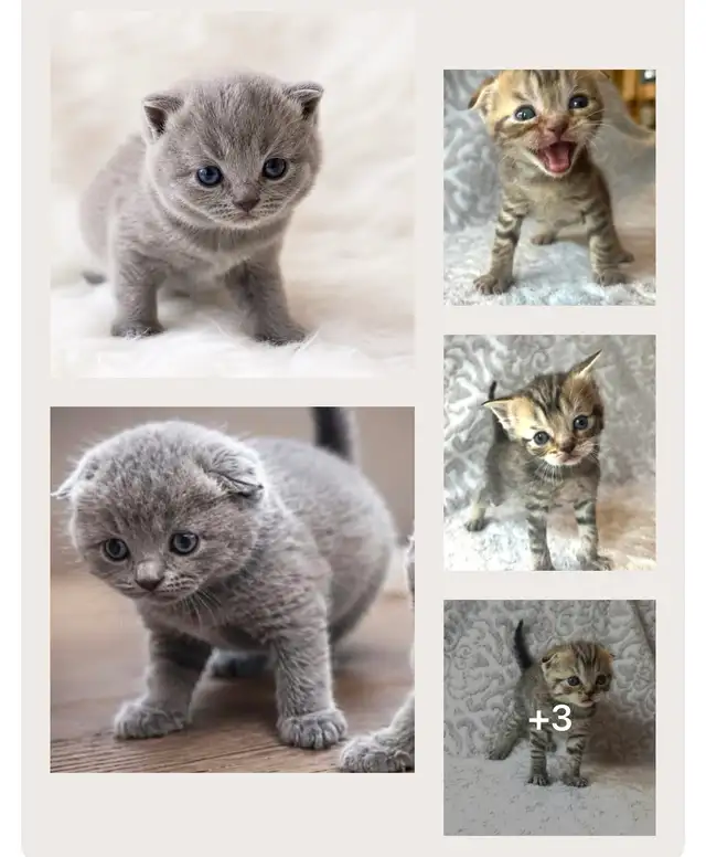CHATONS SCOTTISH PURES RACES TOP QUALITÉ