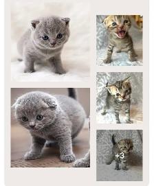 CHATONS SCOTTISH PURES RACES TOP QUALITÉ