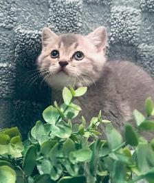CHATONS SCOTTISH PURES RACES TOP QUALITÉ - Photo 2