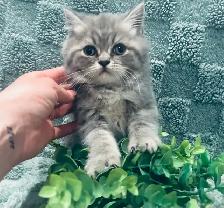 CHATONS SCOTTISH PURES RACES TOP QUALITÉ - Photo 3