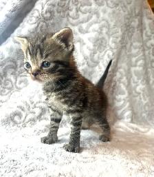 CHATONS SCOTTISH PURES RACES TOP QUALITÉ - Photo 4