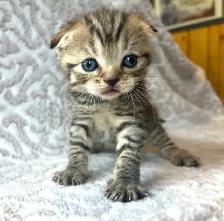 CHATONS SCOTTISH PURES RACES TOP QUALITÉ - Photo 5
