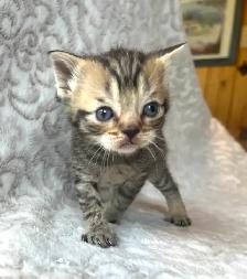 CHATONS SCOTTISH PURES RACES TOP QUALITÉ - Photo 6
