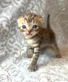 CHATONS SCOTTISH PURES RACES TOP QUALITÉ - Photo 7