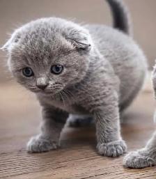 CHATONS SCOTTISH PURES RACES TOP QUALITÉ - Photo 8