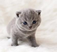 CHATONS SCOTTISH PURES RACES TOP QUALITÉ - Photo 9