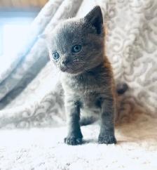 CHATONS SCOTTISH PURES RACES TOP QUALITÉ - Photo 10