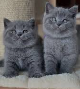 Purebred British Shorthair kittens for rehoming