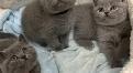 Purebred British Shorthair kittens for rehoming - Photo 2