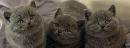 Purebred British Shorthair kittens for rehoming - Photo 3