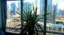 1 Bed   Den - Condo for Lease – CityPlace - CN Tower View - Photo 10