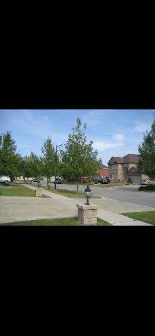 Large 1 bed room basement , private entrance - Photo 10