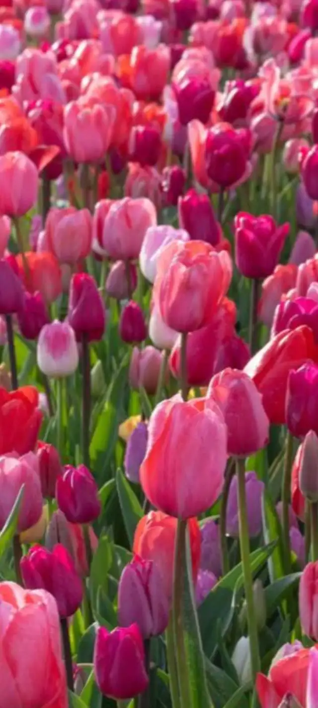 garden and lawn maintenance