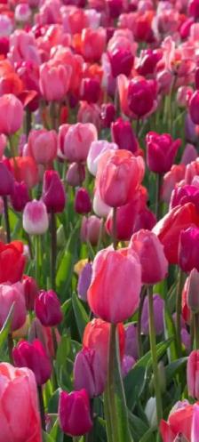 garden and lawn maintenance