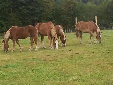 Horse Board in Chemainus